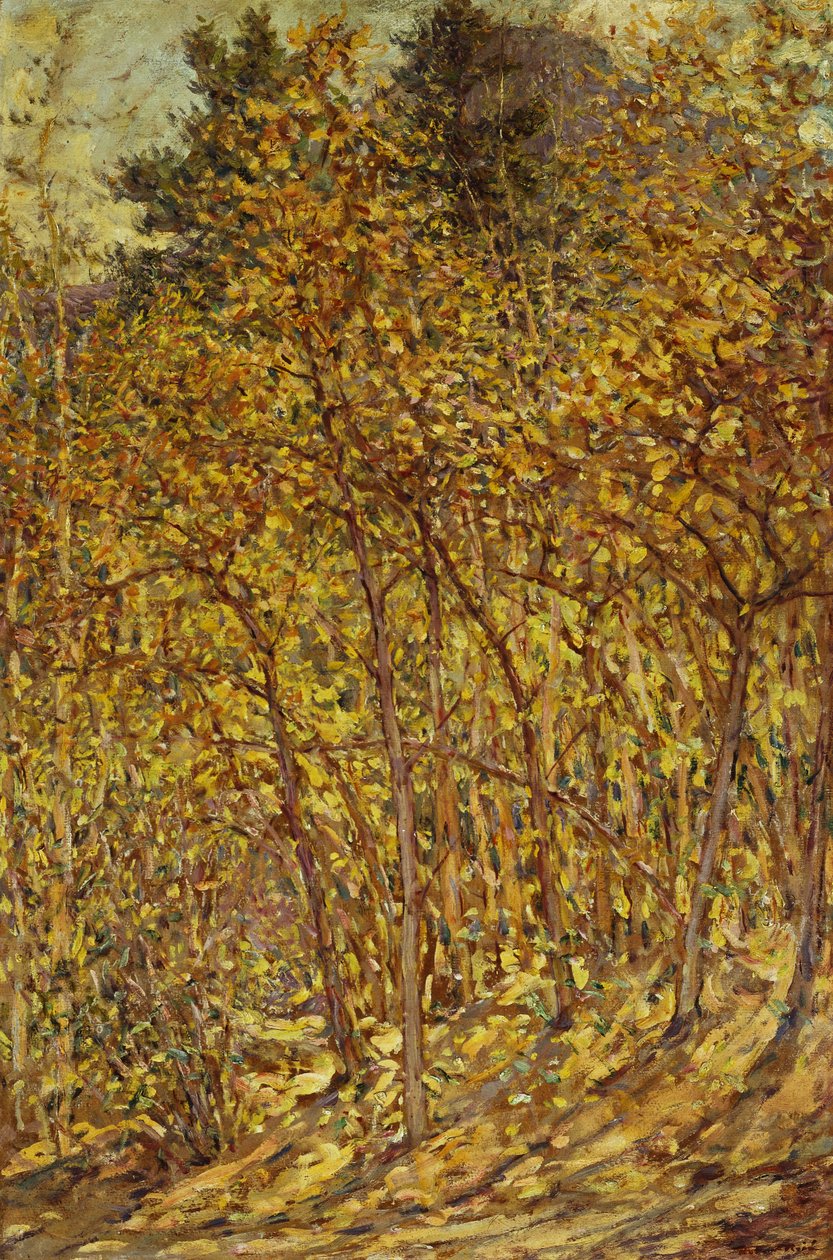 Høstsollys av Robert Reid