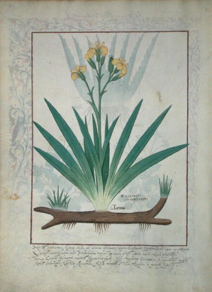 Fru Fr. Fv VI #1 fol.112v Abutilon Theophrasti, eller fløyelsblad, illustrasjon fra The Book of Simple Medicines av Mattheaus Platearius (d.c.1161) ca. 1470 av Robinet Testard