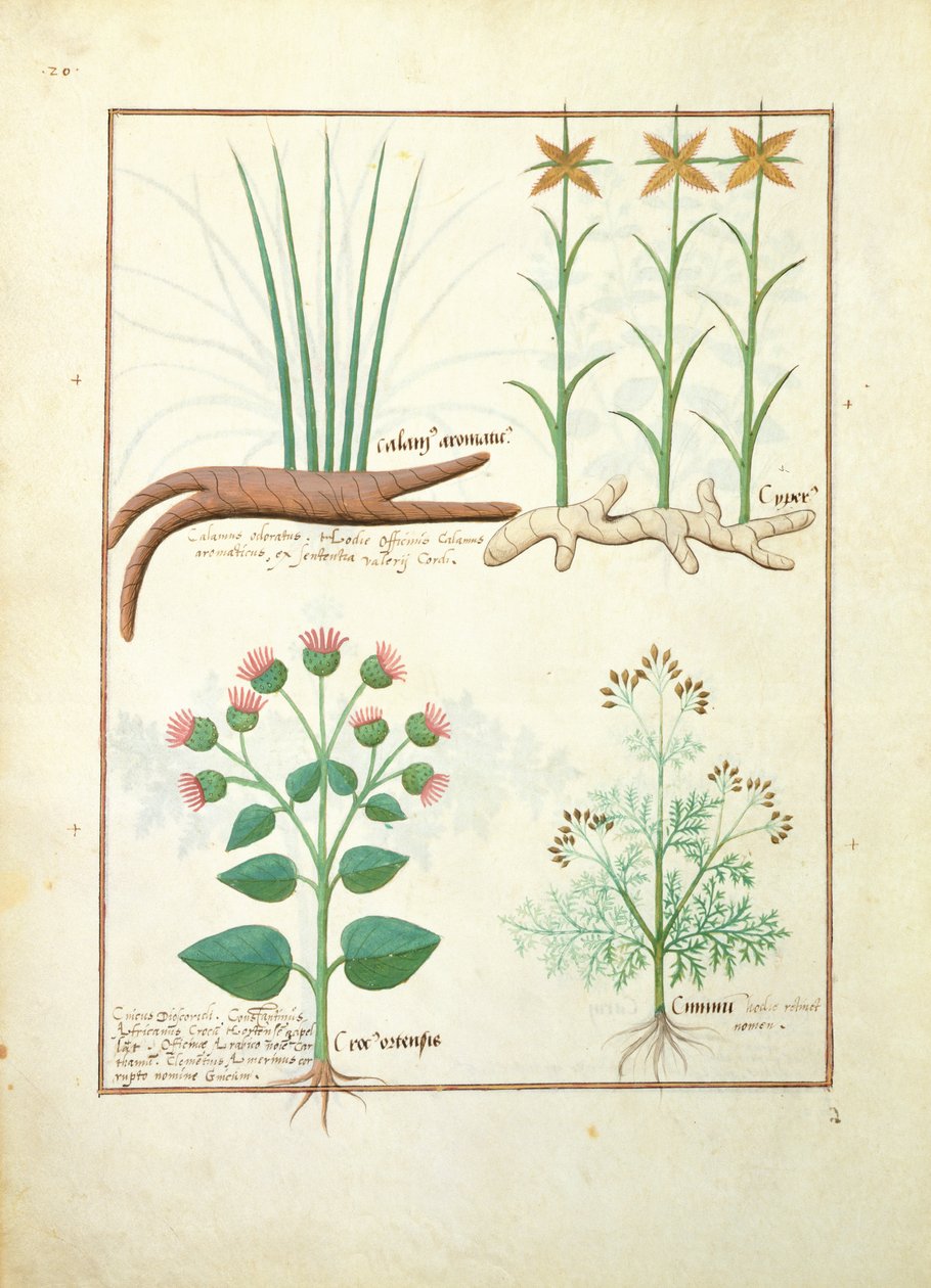 Cyperus, Calamus, Crocus ostensis, illustrasjon fra The Book of Simple Medicines av Mattheaus Platearius 119v av Robinet Testard