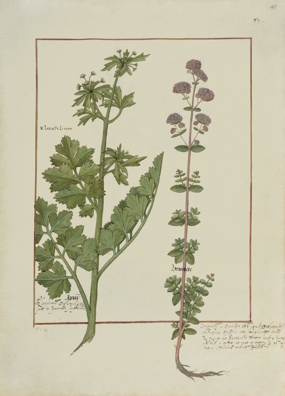 Fru Fr. Fv VI #1 fol.145r Illustrasjon fra Book of Simple Medicines av Mattheaus Platearius (d.c.1161) c.1470 av Robinet Testard