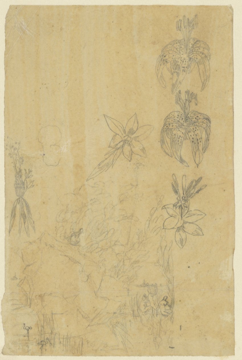 Blomsterstudier og badende kvinner av Rodolphe Bresdin
