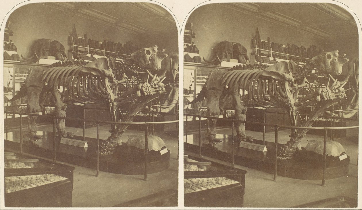 The Megatherium, British Museum, 1850-tallet. av Roger Fenton