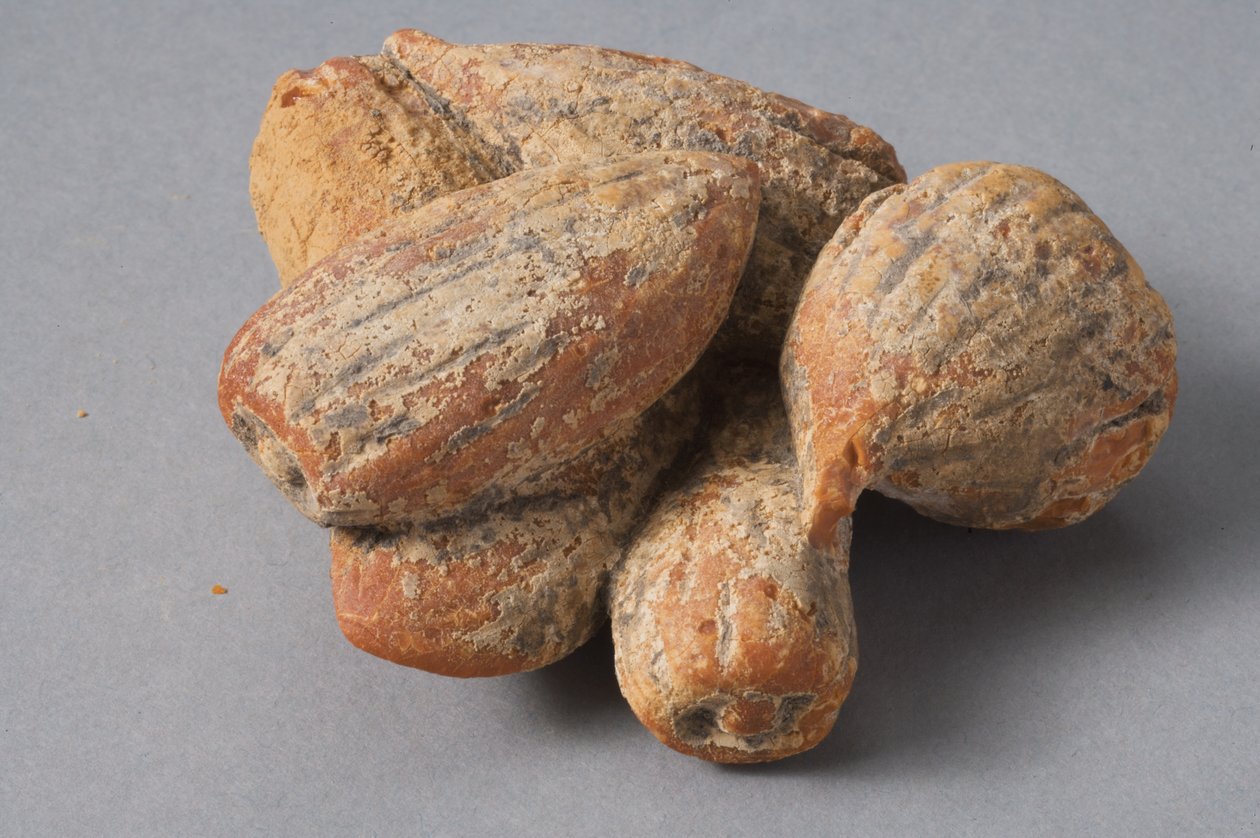 Fiken og mandler (hellenistisk rav) av Roman Period Egyptian
