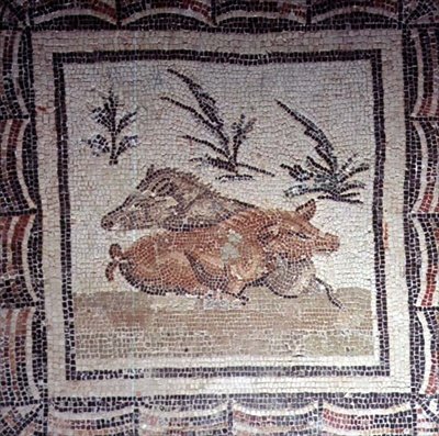 Villsvin (mosaikk) av Roman Roman