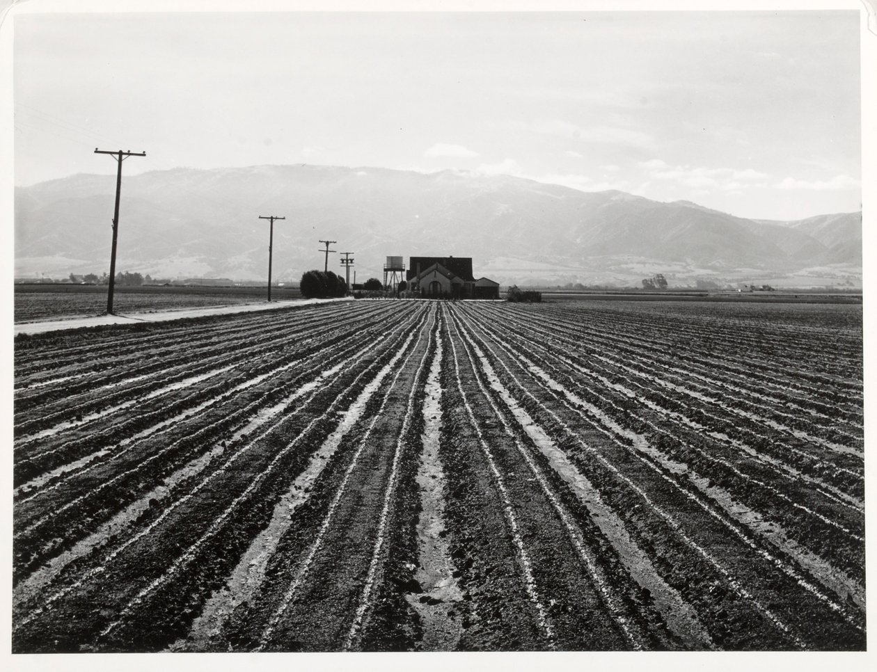 Young Lettuce, Salinas, California av Russell Lee