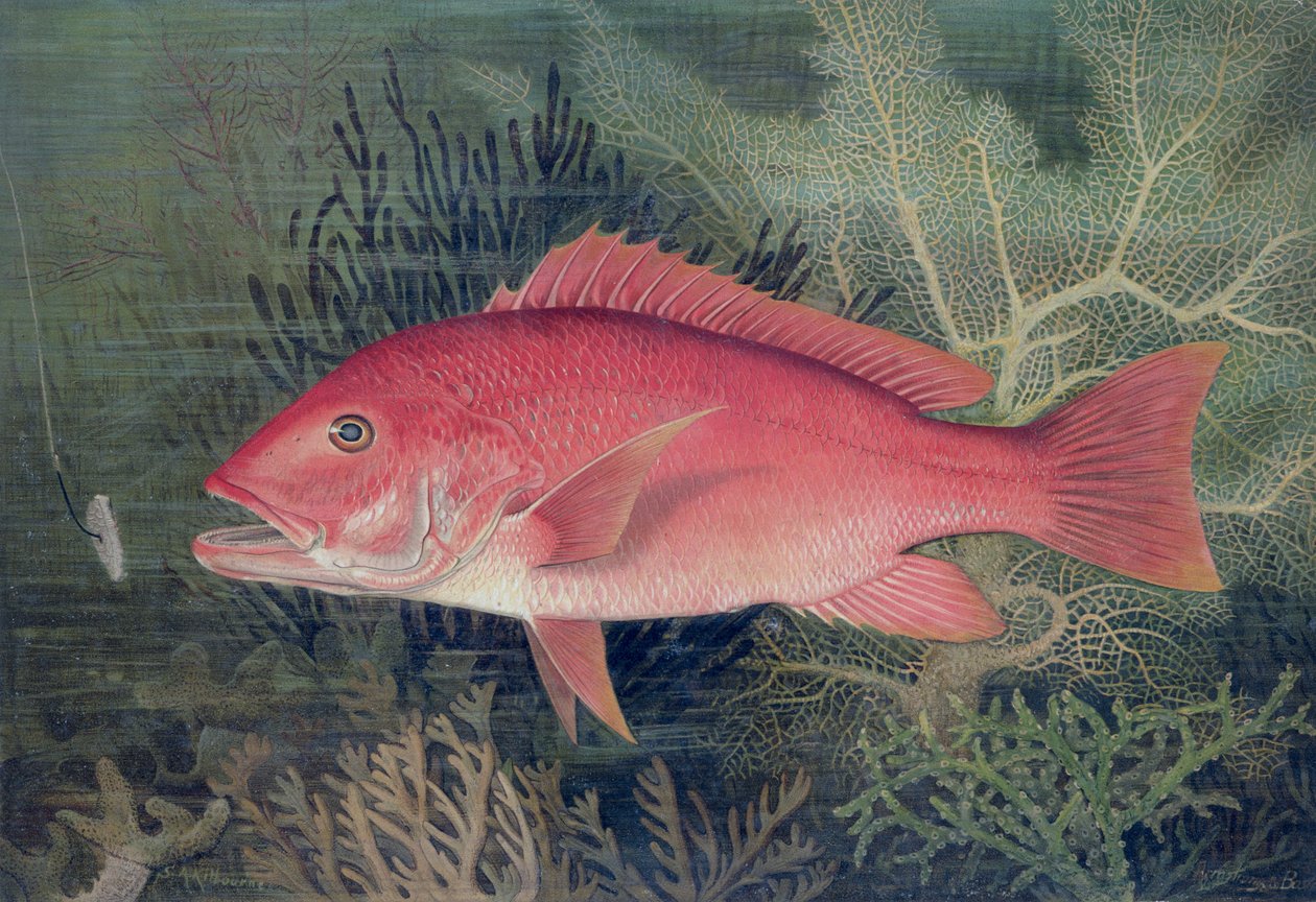 Red Snapper, fra 