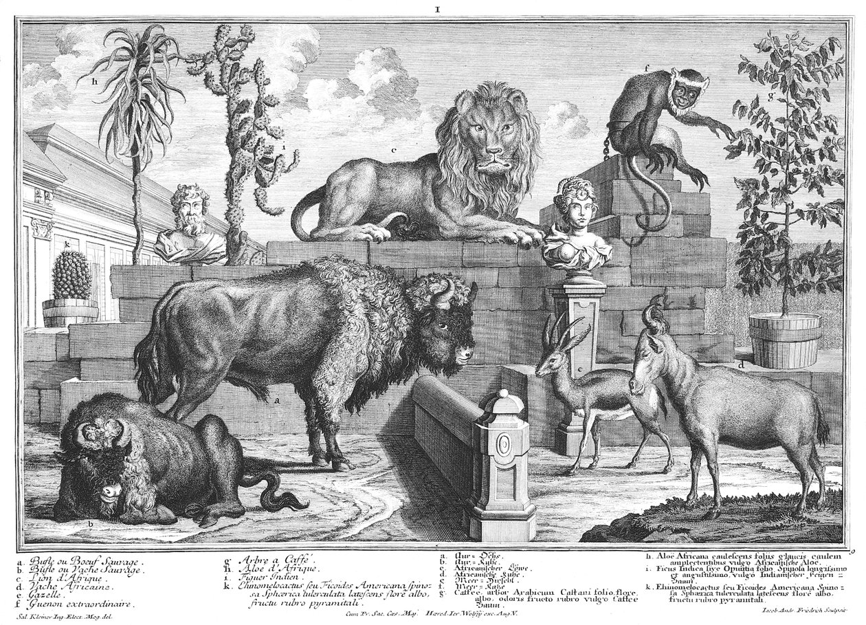Løve og bisonpar av Salomon Kleiner