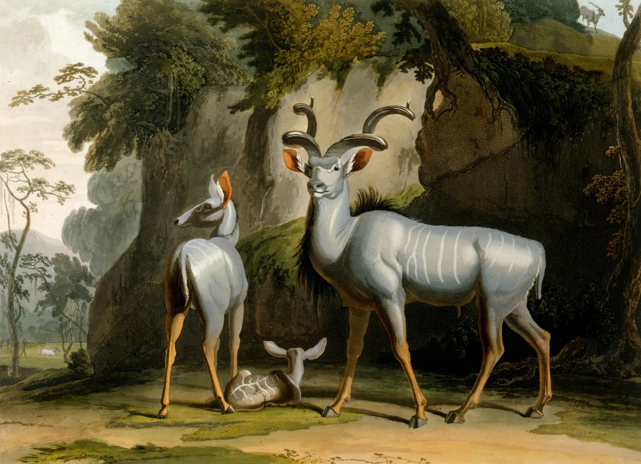 Koodoo, 1804 av Samuel Daniell
