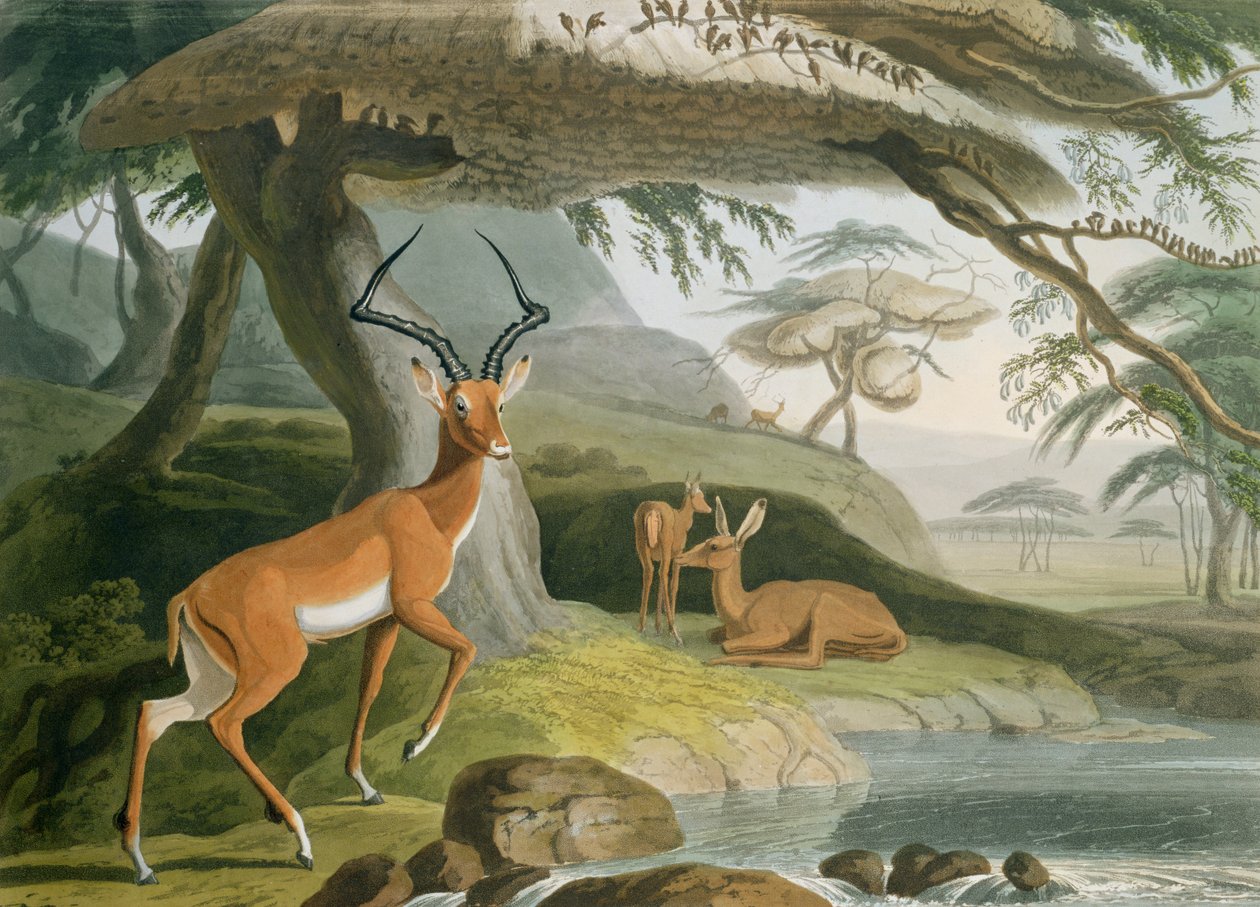 The Pallah, plate 9 fra 