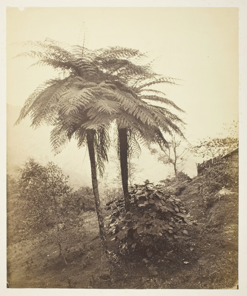 The Tree Fern, prisbilde, 1863. av Samuel Bourne