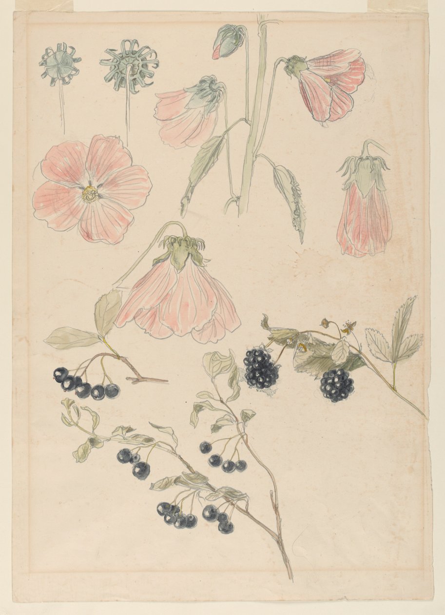 Botaniske detaljstudier: Stokroser, blåbær og bjørnebær av Samuel Colman