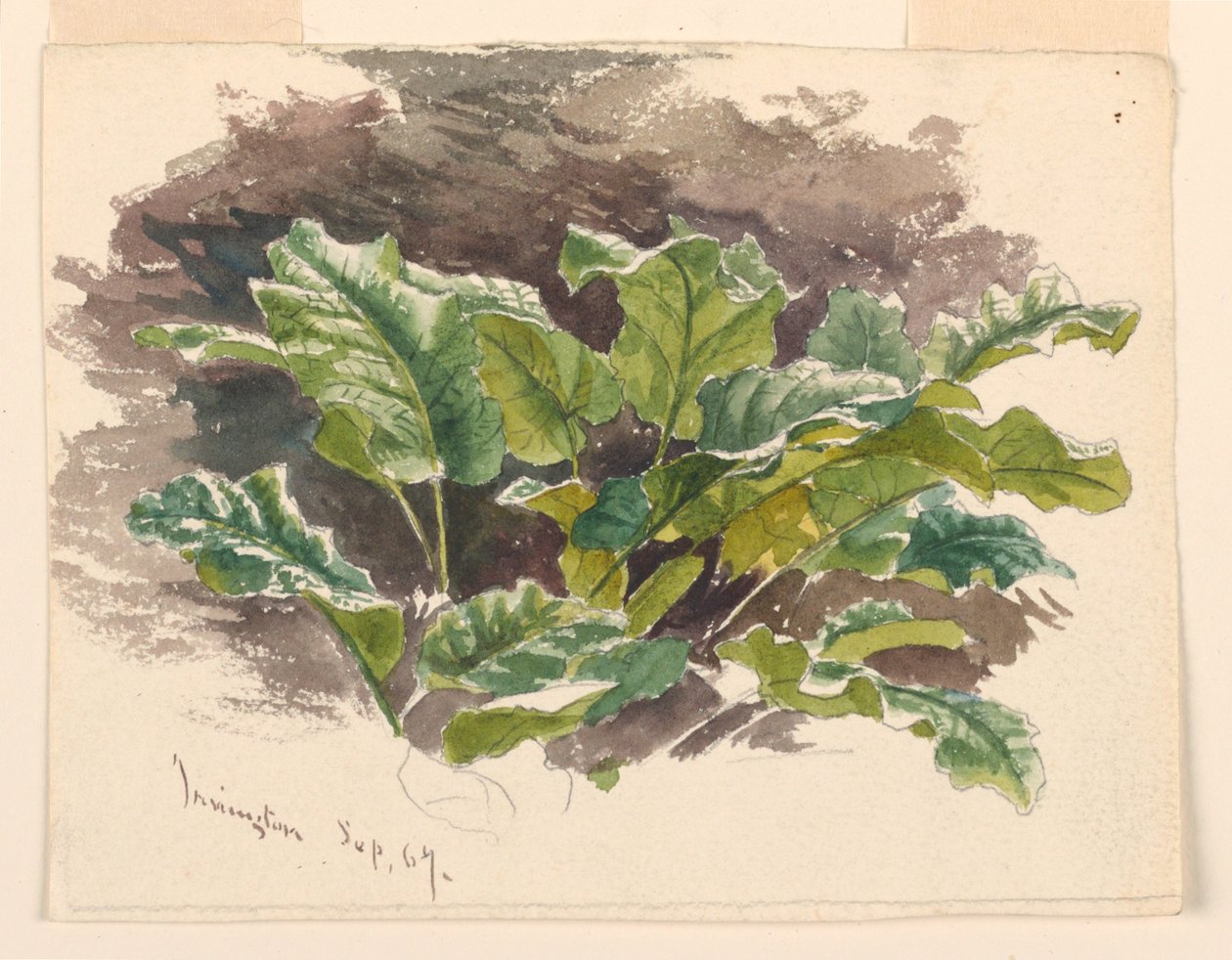 Botanisk studie av Samuel Colman