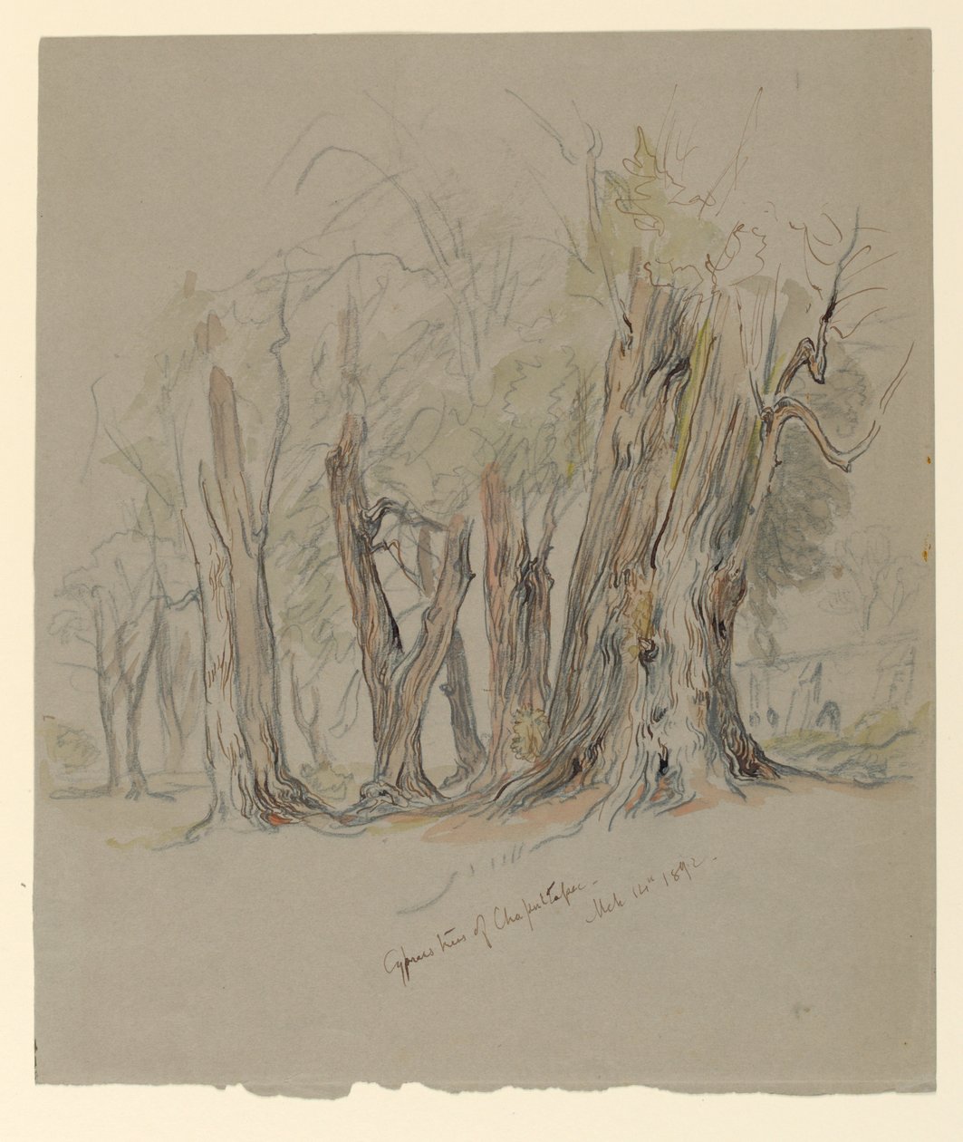 Cypress Trees of Chapultepec, Mexico av Samuel Colman