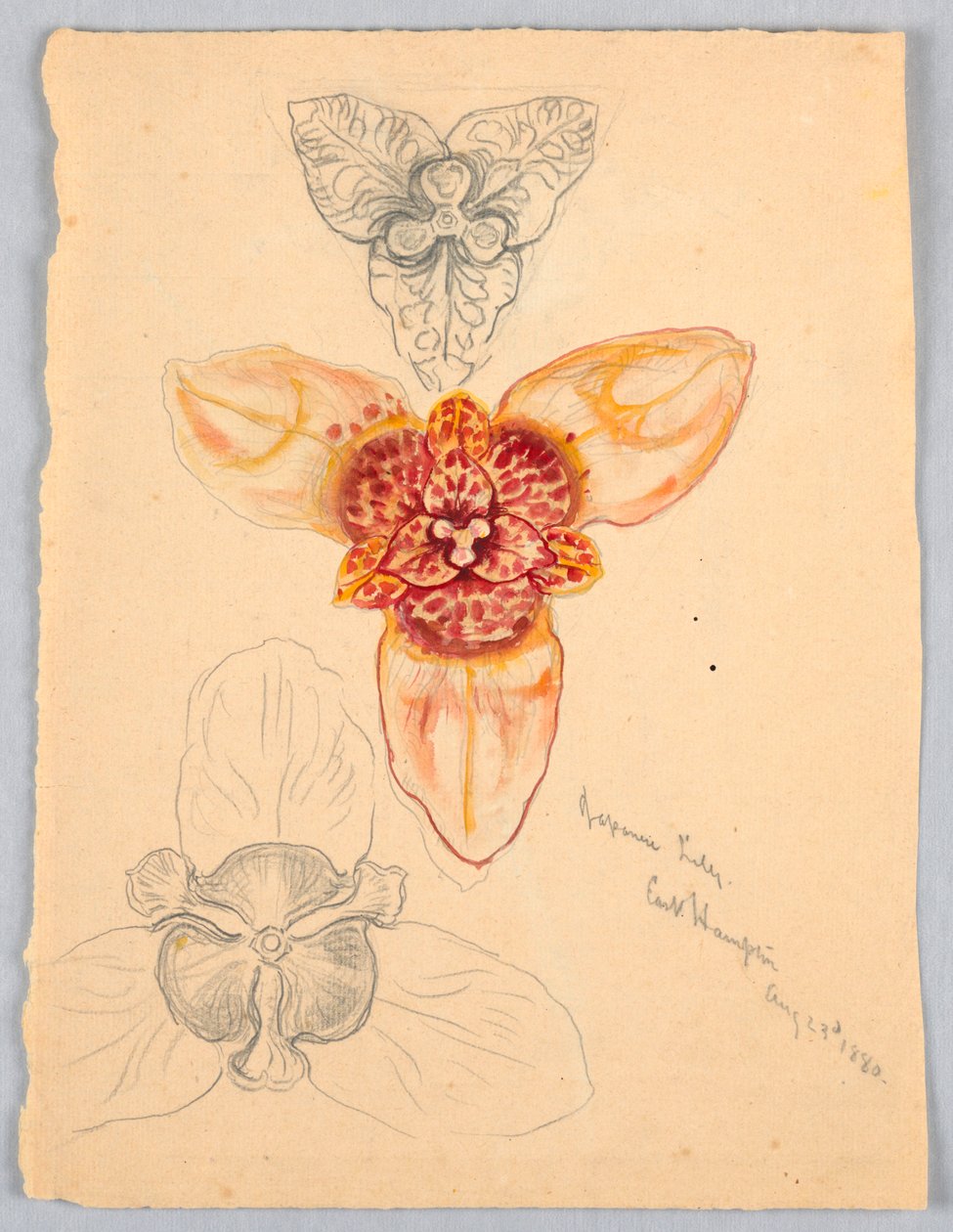 Japanese Lily, East Hampton av Samuel Colman