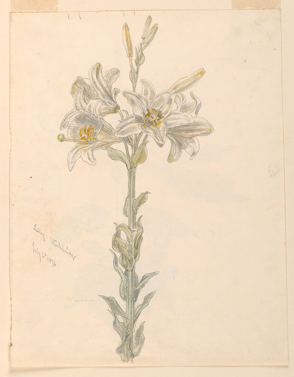 Lily, Stockbridge av Samuel Colman