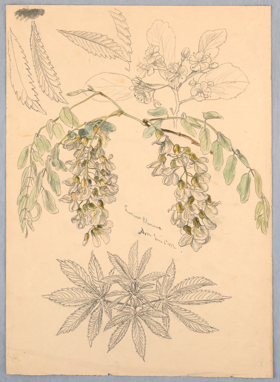 gresshopper blomstrer av Samuel Colman