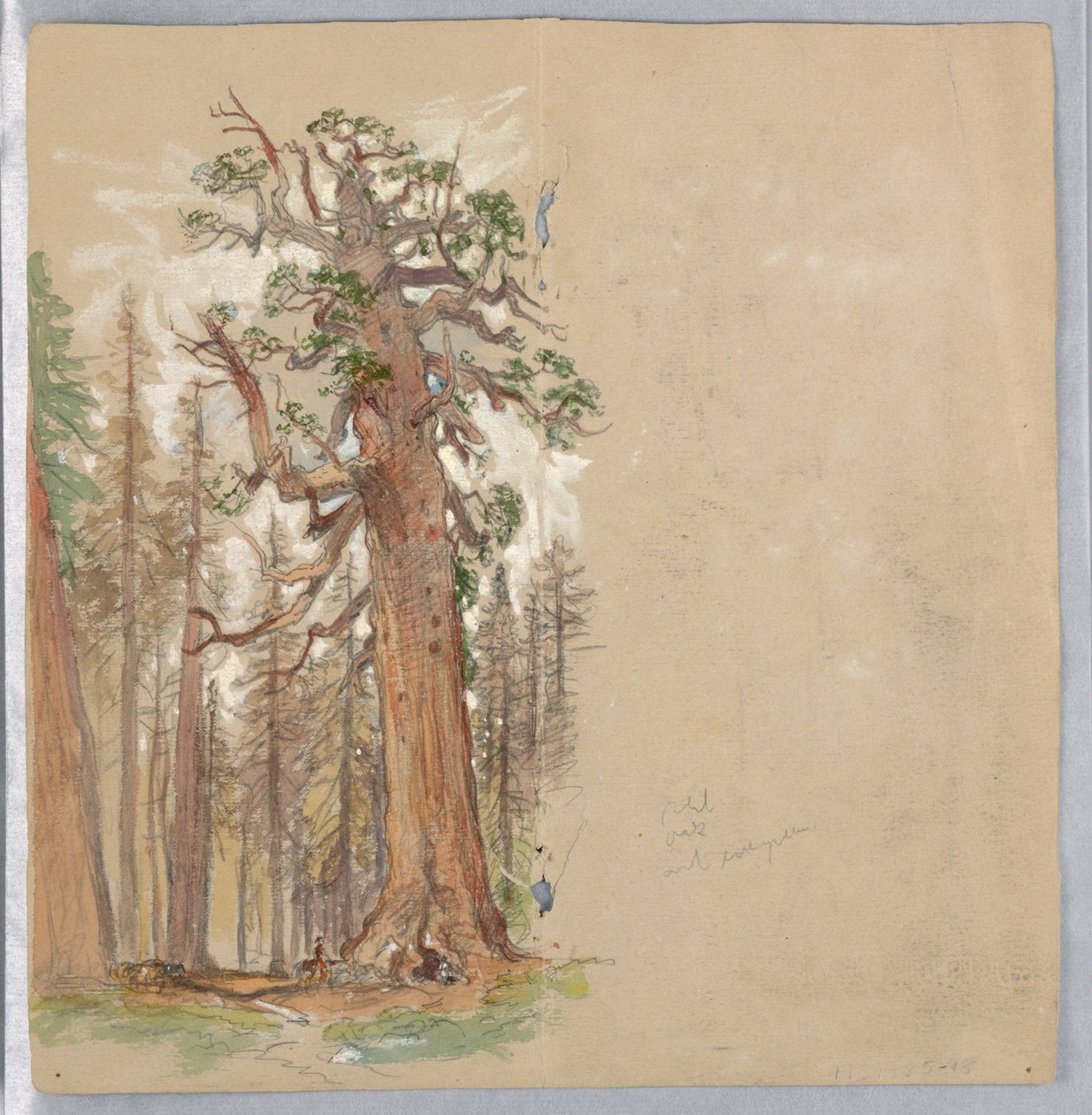 Eik og Evergreen av Samuel Colman