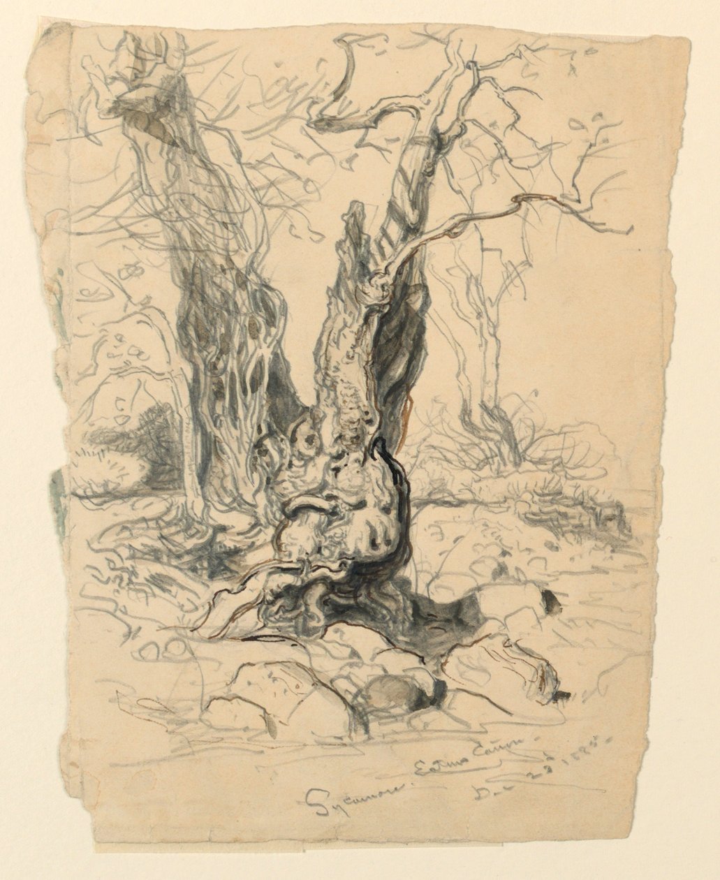Studie av Sycamore av Samuel Colman