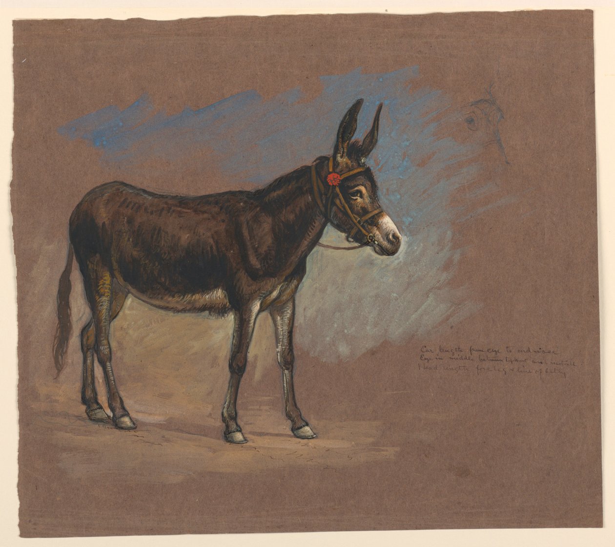 Studie av et muldyr av Samuel Colman
