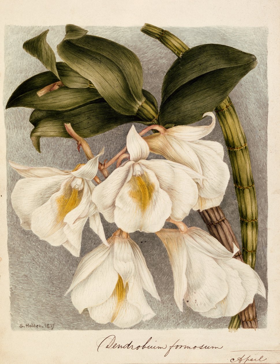 Dendrobium Formosum, ca. 1839 (akvarell) av Samuel Holden