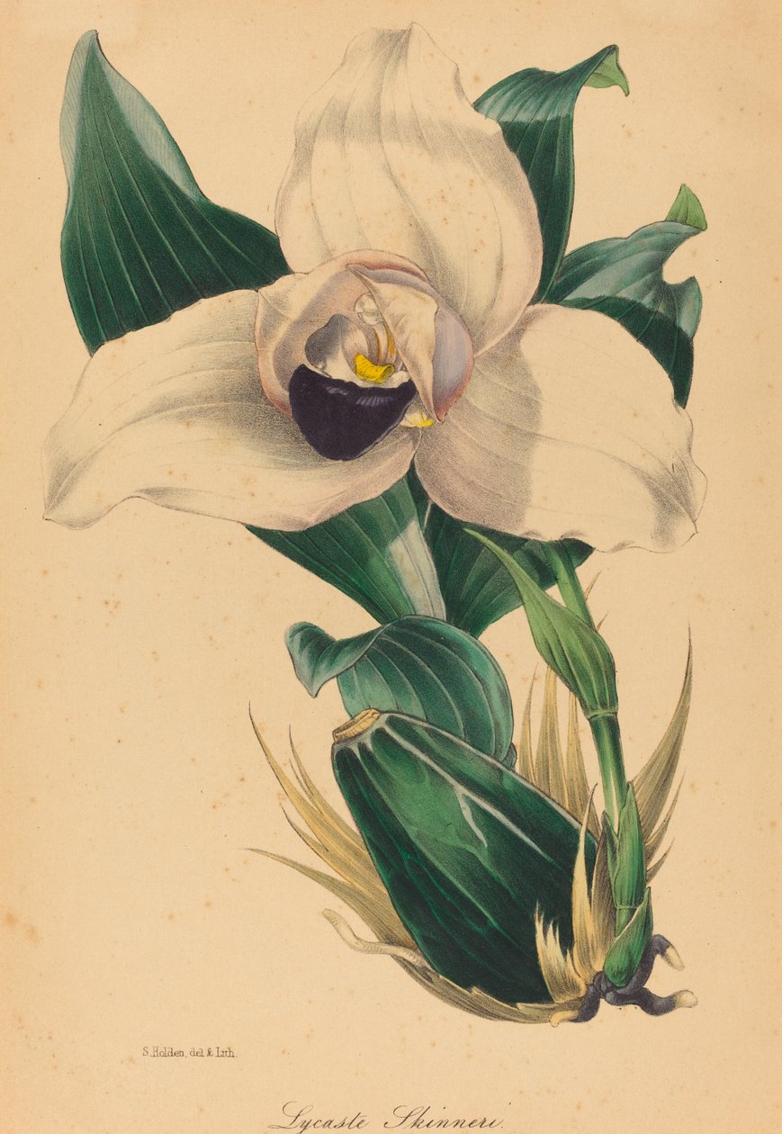 Lycaste Skinneri av Samuel Holden