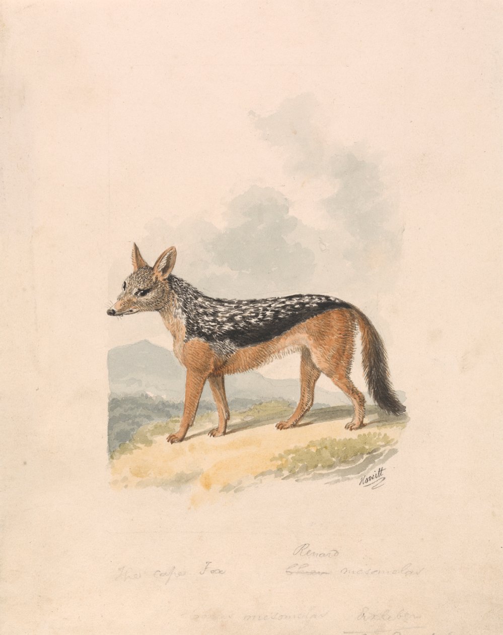 Svartryggsjakal av Samuel Howitt