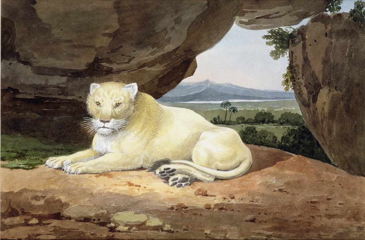 Løvinne (se også 85758) av Samuel Howitt