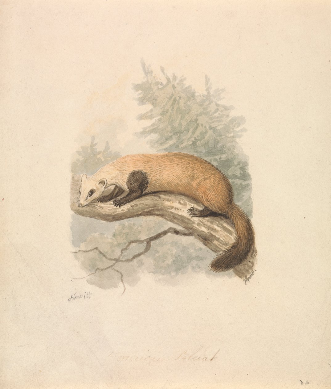 Polecat av Samuel Howitt