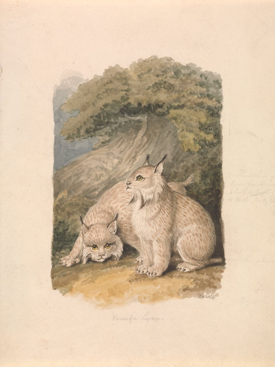 Canada Lynx fra livet av Samuel Howitt