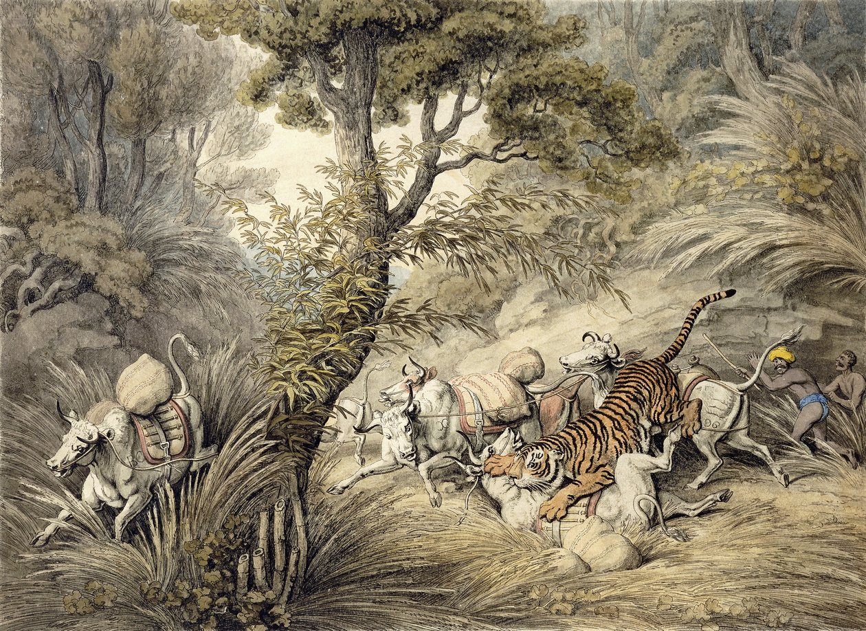 Tiger angriper et storfetog, av Samuel Howitt