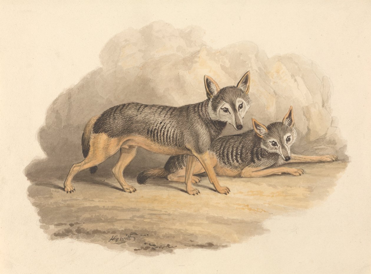 To hyener av Samuel Howitt