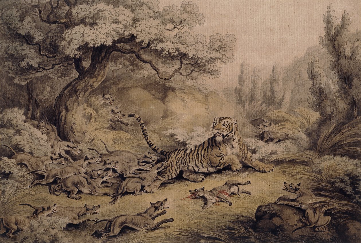 Villhunder som angriper en tiger, av Samuel Howitt
