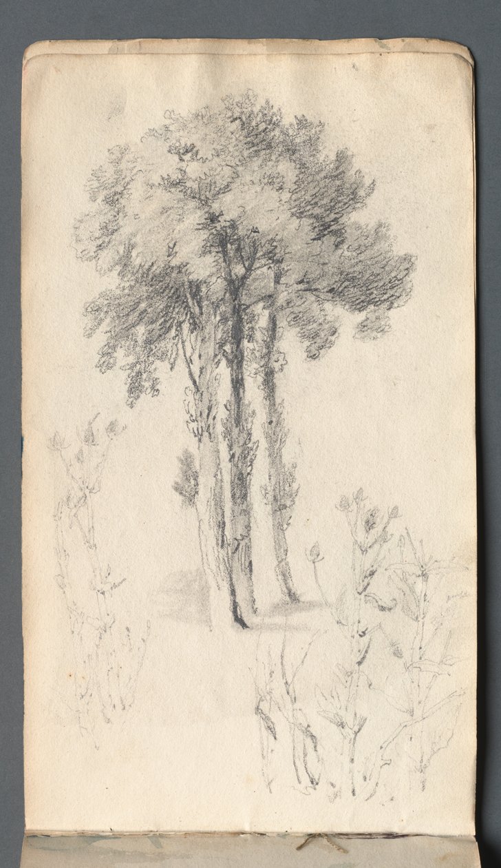 Skissebok: Trestudie, 1814. av Samuel Prout