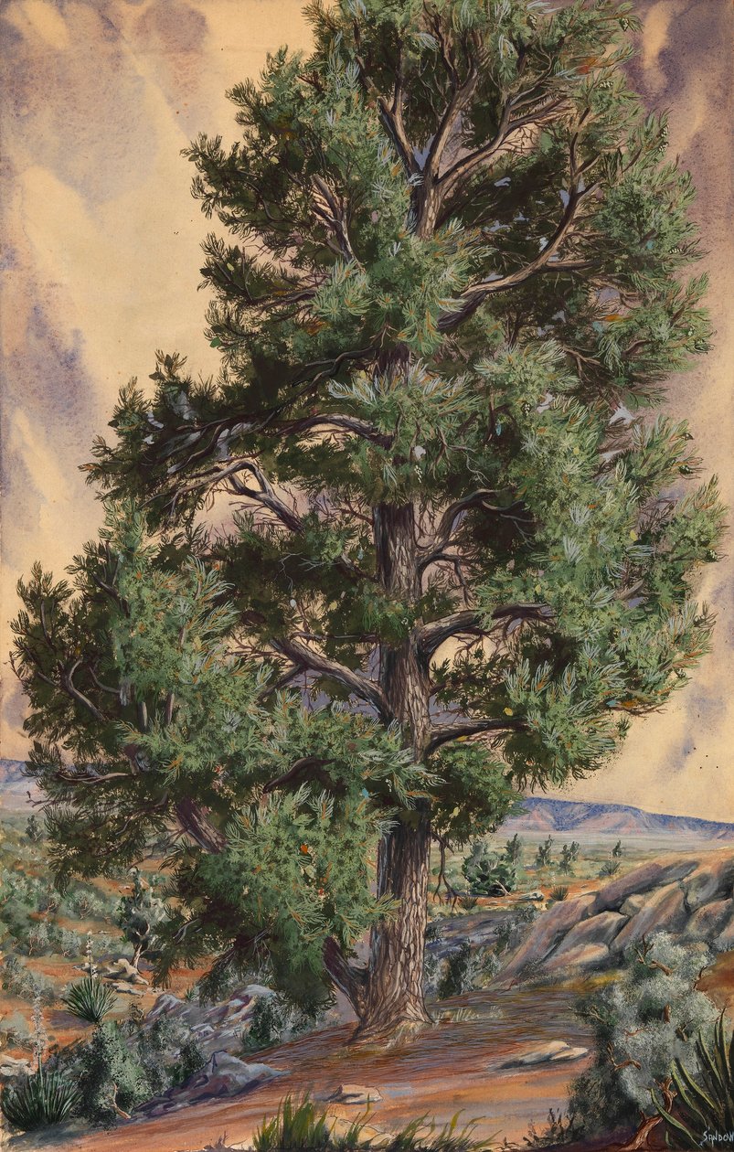  av Sandow