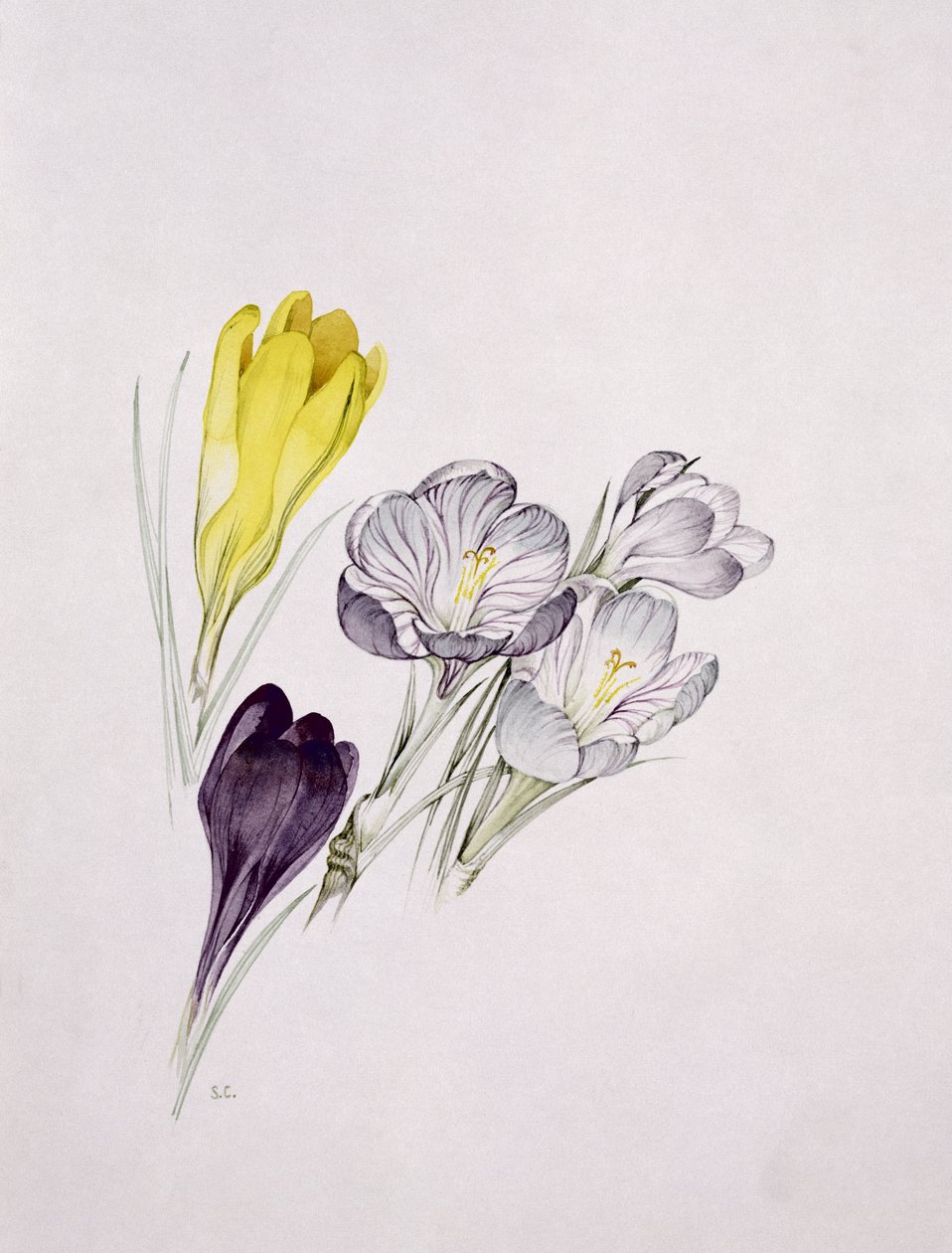 Krokus av Sarah Creswell