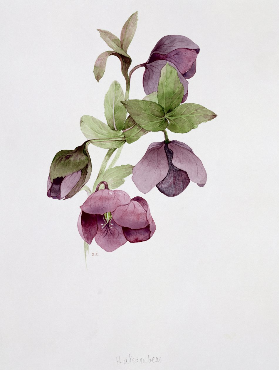 Helleborus atrorubens av Sarah Creswell