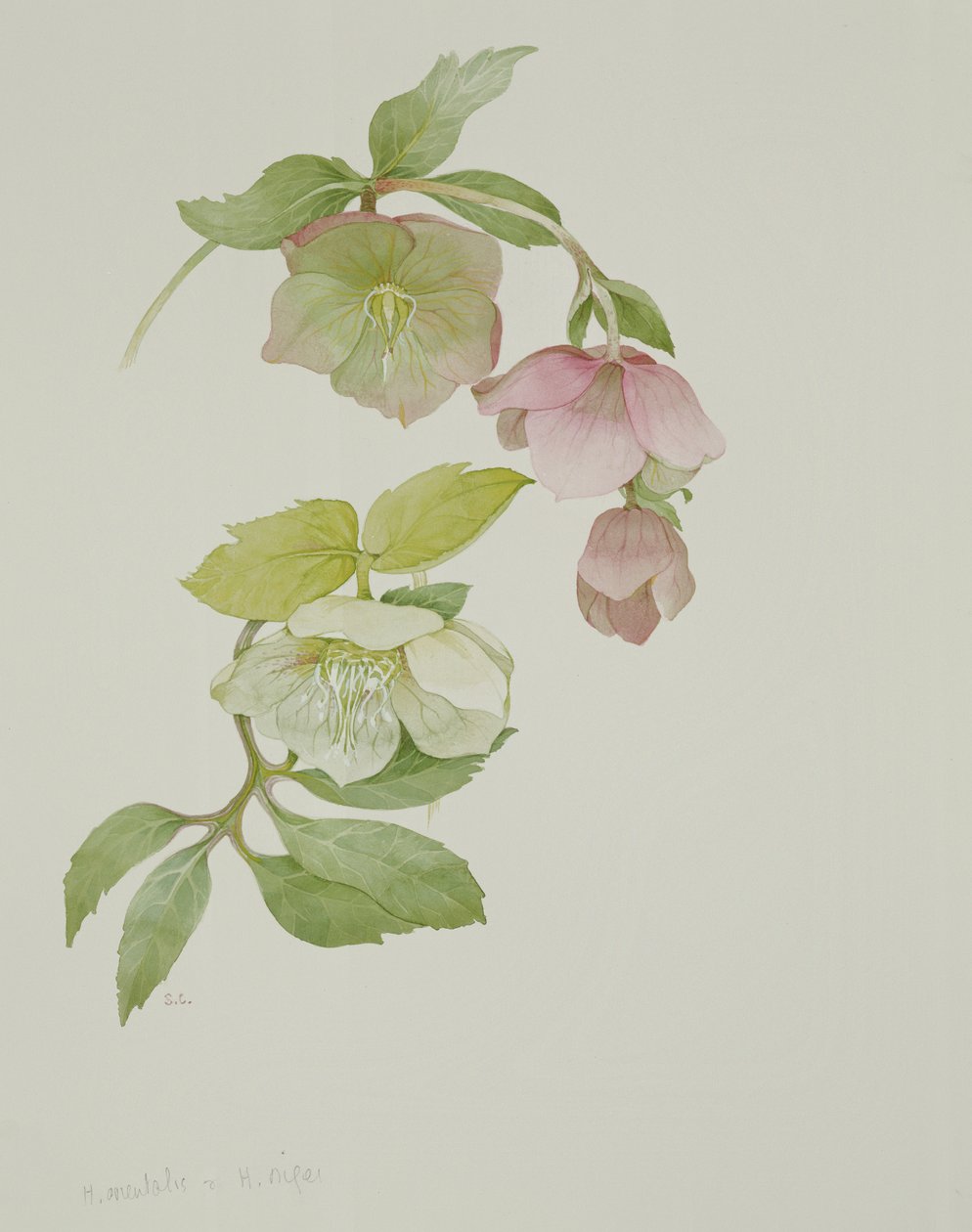 Helleborus orientalis og Helleborus niger av Sarah Creswell
