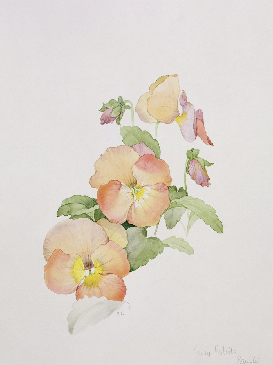 Stemorsblomst hybrider Bambini av Sarah Creswell