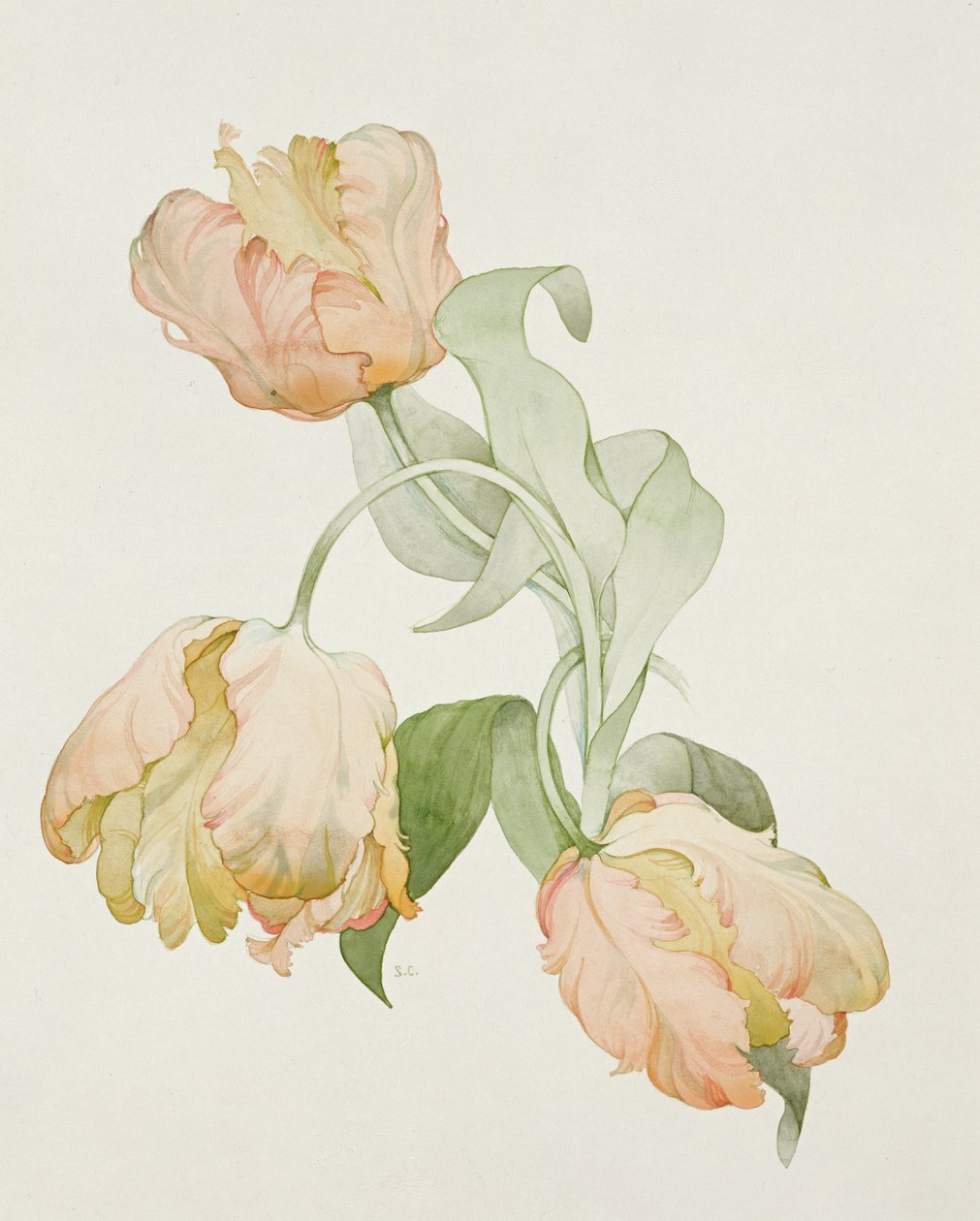 Papegøye tulipaner av Sarah Creswell