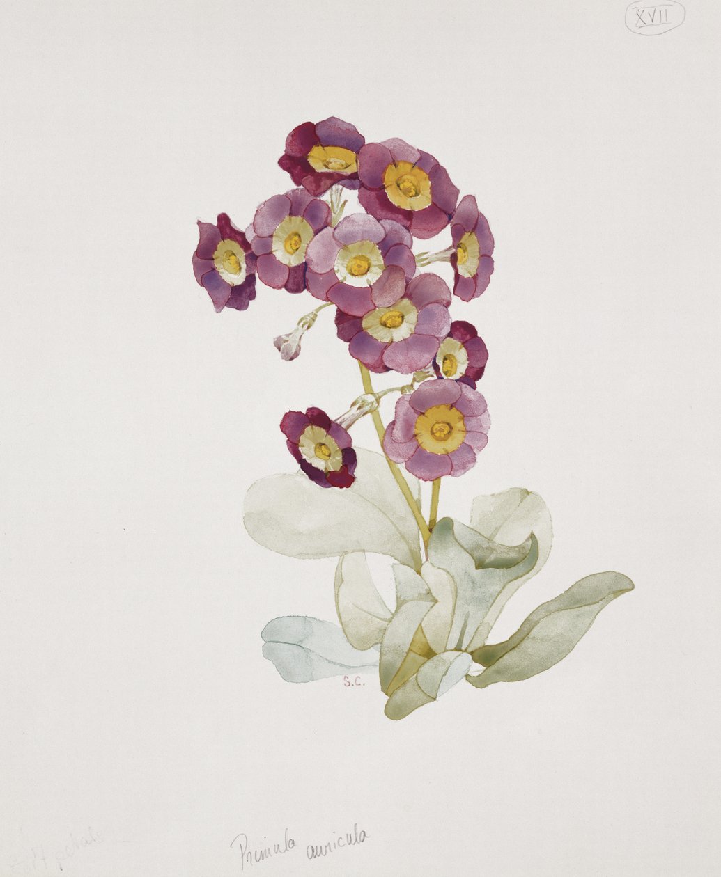 Primula Auricula (Primrose) av Sarah Creswell