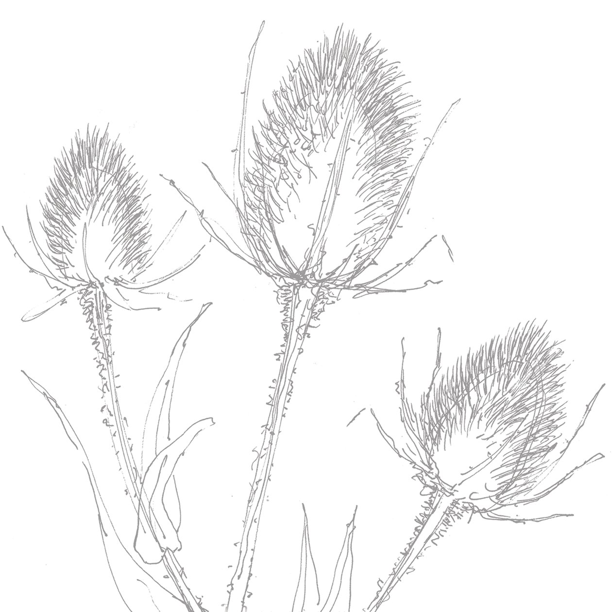 Teasles, 2017 av Sarah Hough