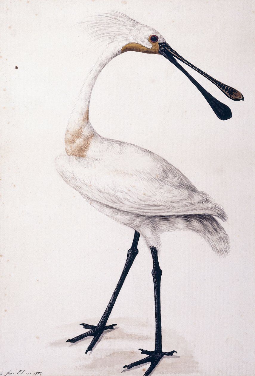 Skestork, 1777 av Sarah Stone