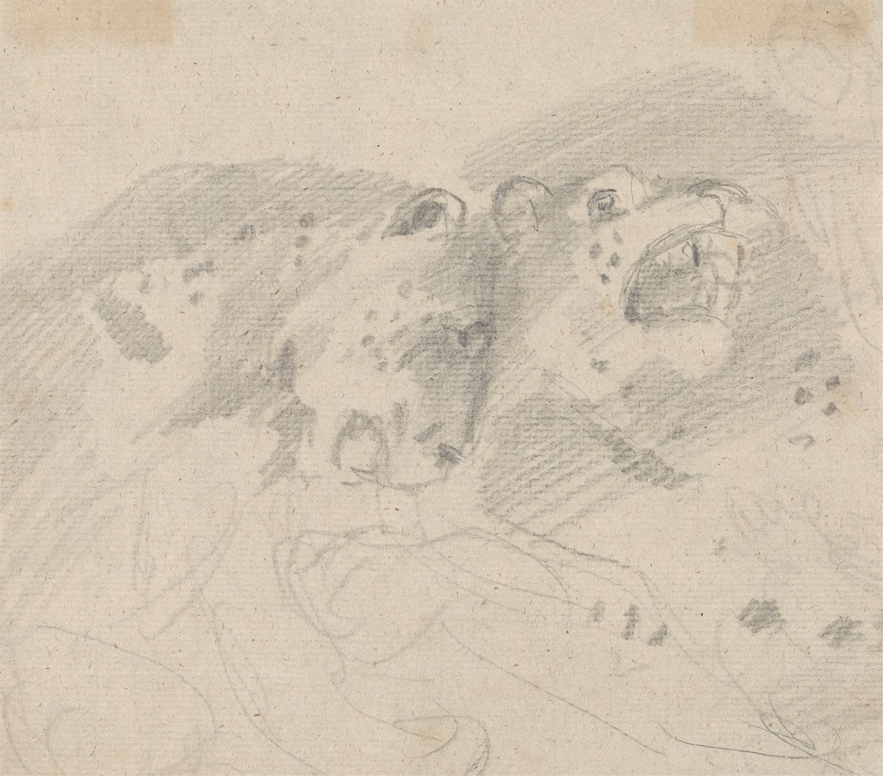 To leoparder av Sawrey Gilpin