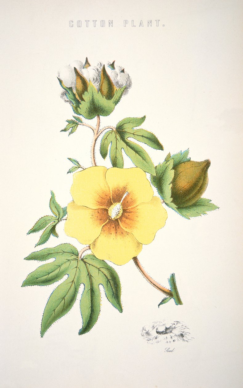En bomullsplante (farge litho) av School American