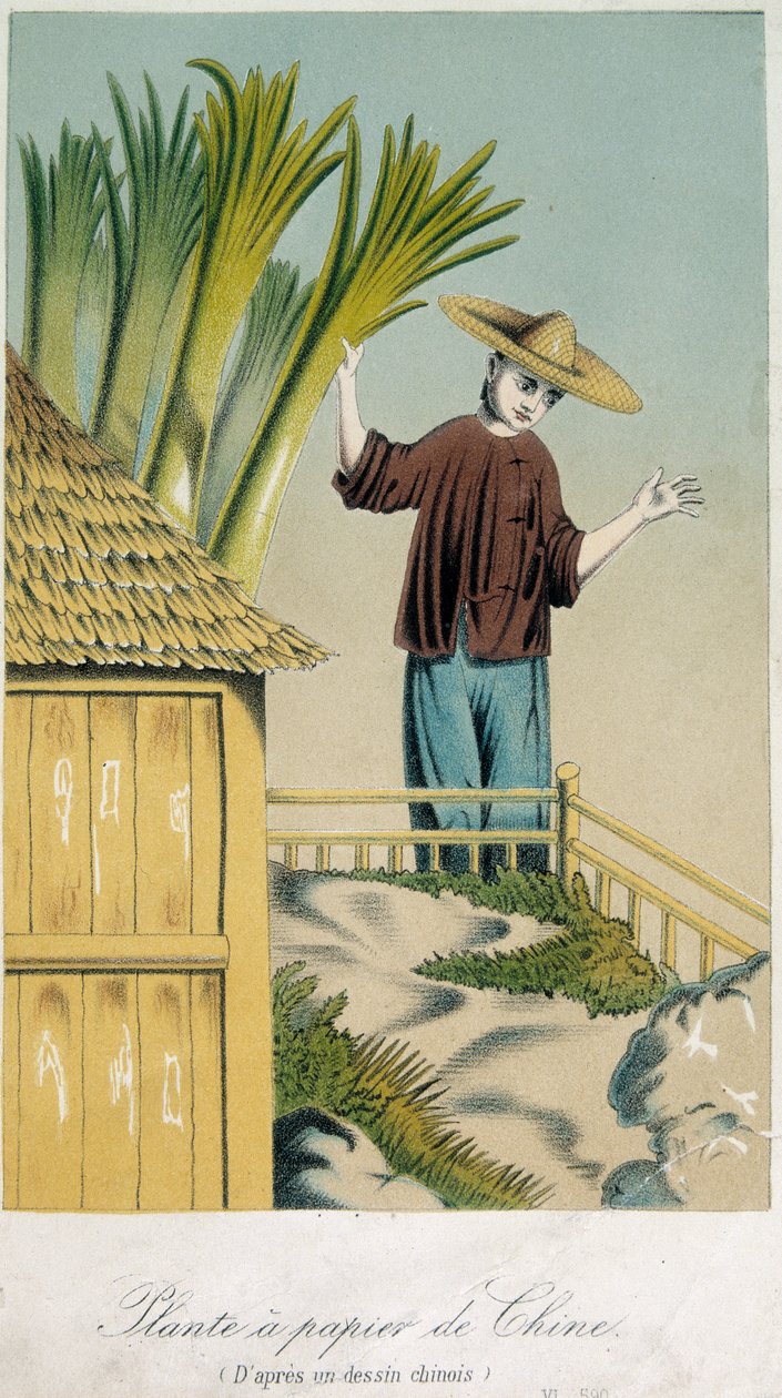 Kinesisk papirplante (farge litho) av School Chinese
