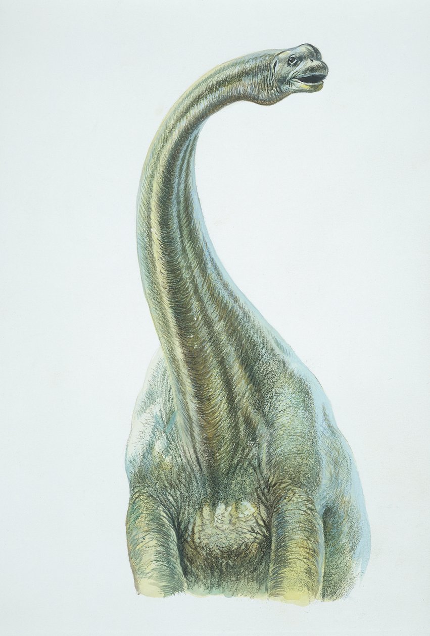 Brontosaurus, juraperioden (farge litho) av School Italian