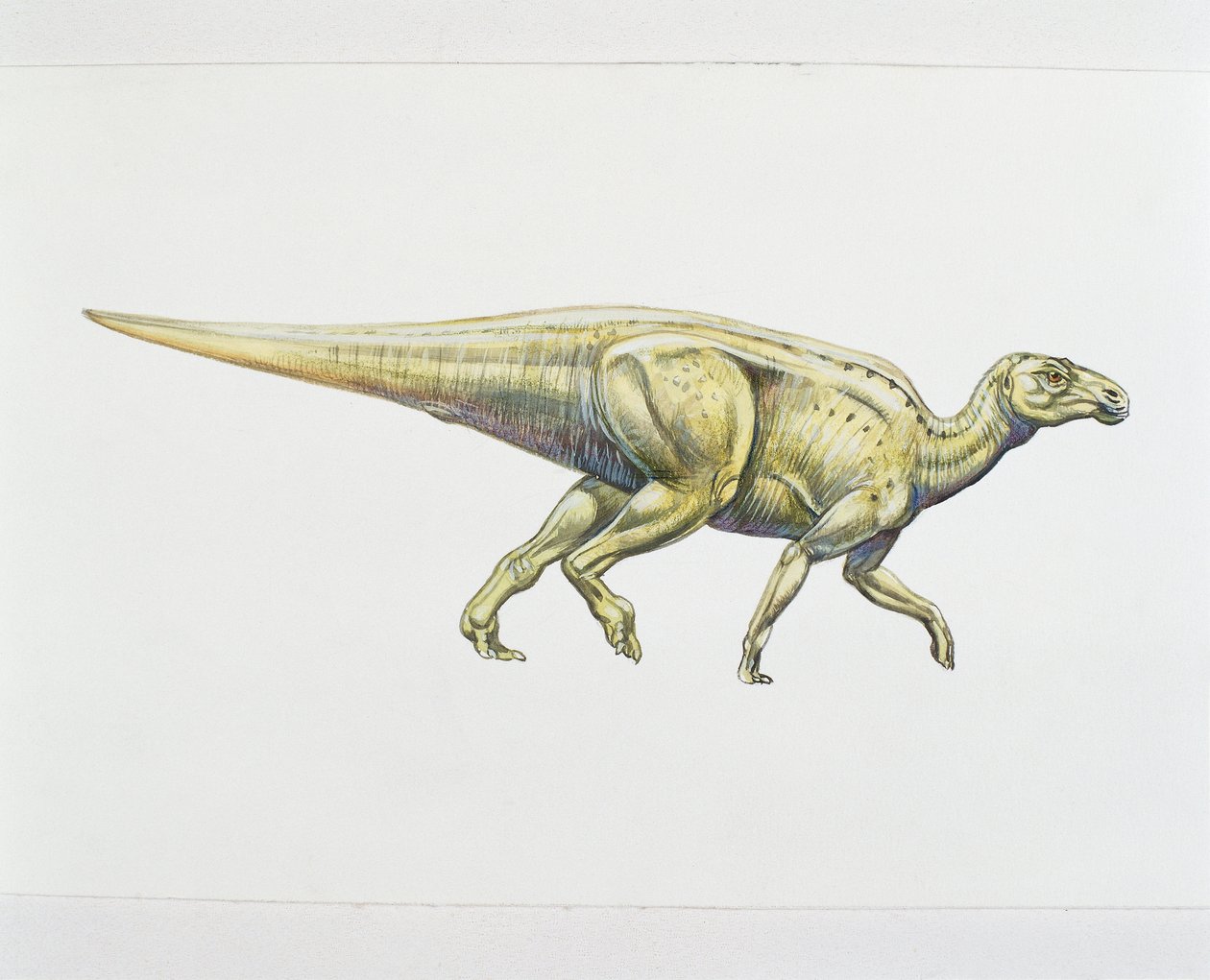 Hadrosaurid eller andnebbdinosaur (farge litho) av School Italian