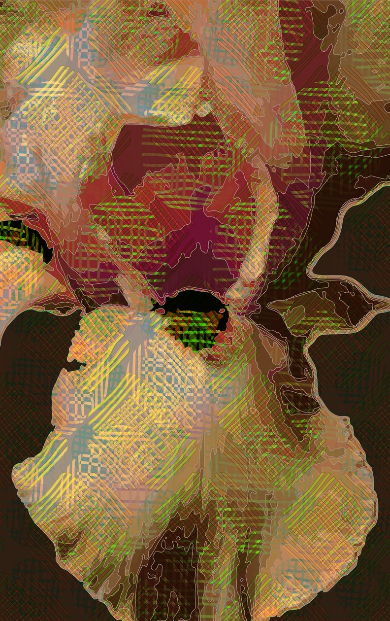 Skjeggete Iris av Scott J. Davis