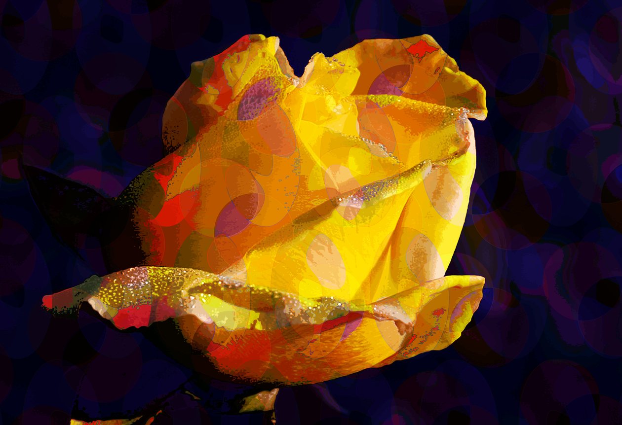 Gul rose (digital) av Scott J. Davis
