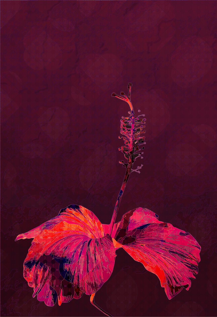 Hibiscus, 2019 av Scott J. Davis